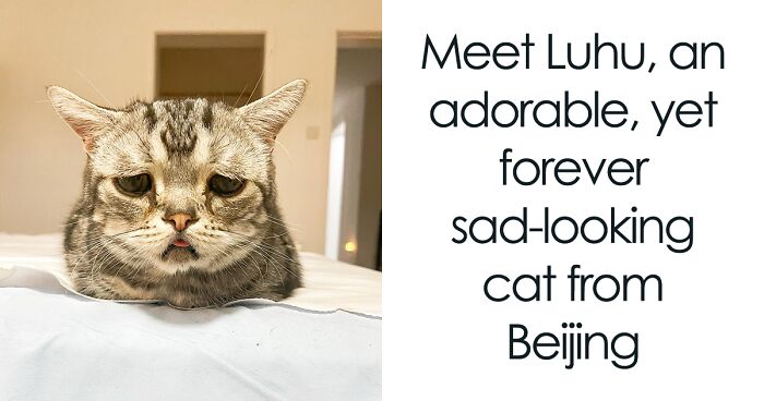 Against All Odds: The World's Saddest Cat Lives Well Past Predicted Age Despite Numerous Issues