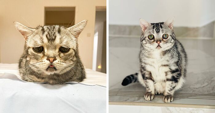 This Forever Sad-Looking Cat Is Now A Senior, Surpassing The Age Veterinarians Predicted