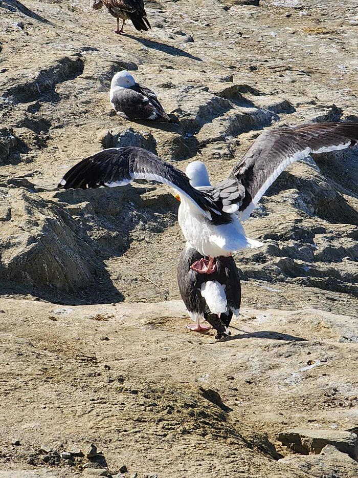 Recently Spotted This Seagull Standing On Another Seagull In La Jolla Cove, San Diego, Ca USA 