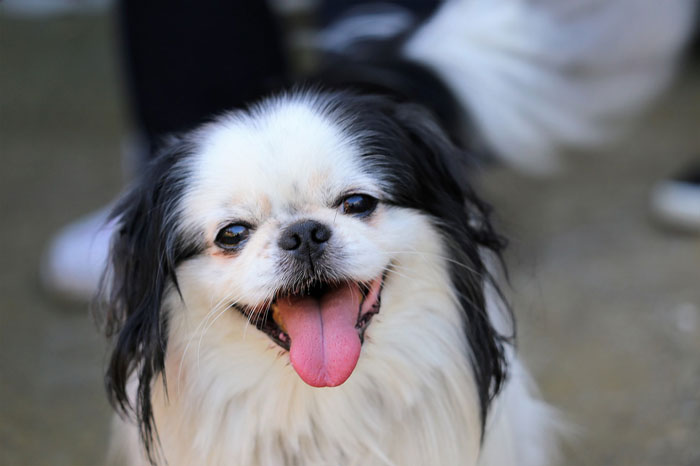 close up view of Japanese Chin dog