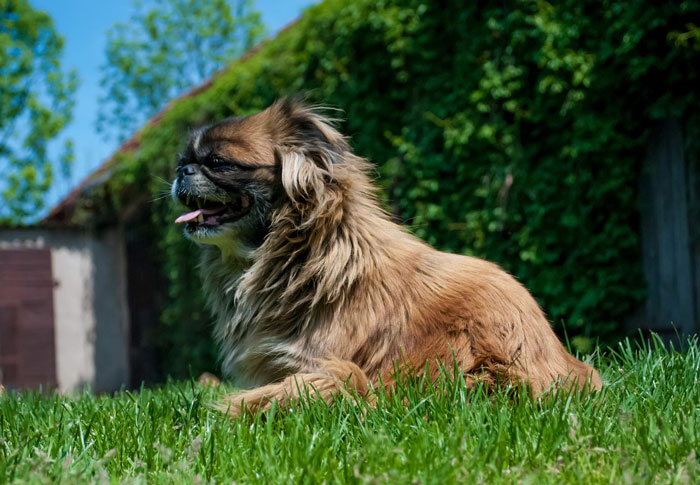 Pekingese sitting on a grass