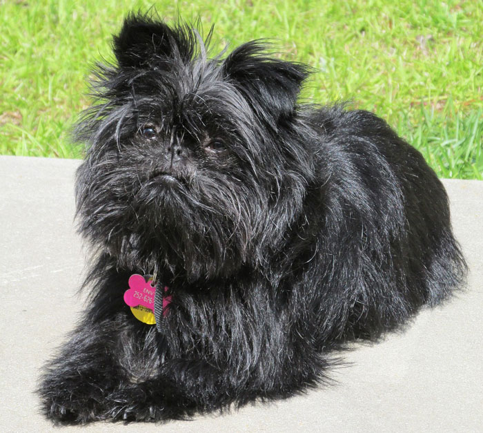 close up view of a black Affenpinscher dog