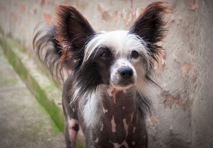 close up view of Chinese Crested dog