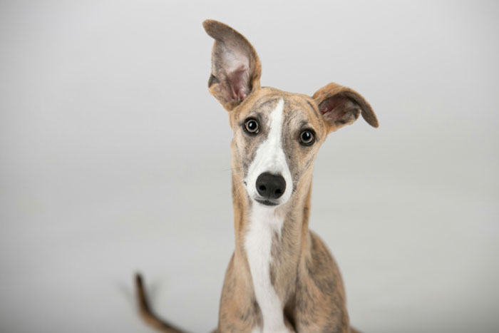 close up view of Italian Greyhound dog