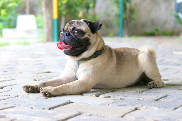 pug sitting on the ground