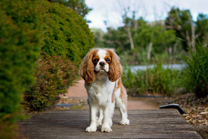 Cavalier King Charles Spaniel  standing in the yard