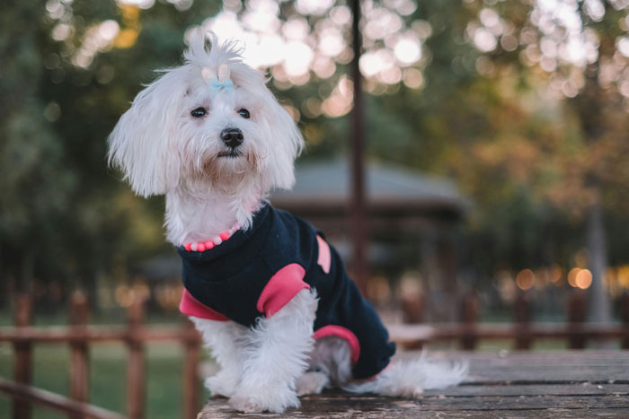 Maltese dog sitting on a ground in the sweater