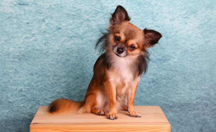 Chihuahua dog sitting on the chair