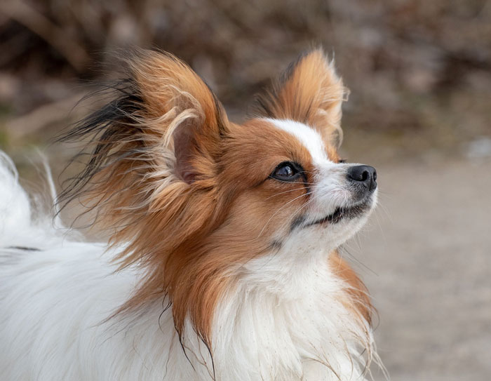 close up view of Papillon dog