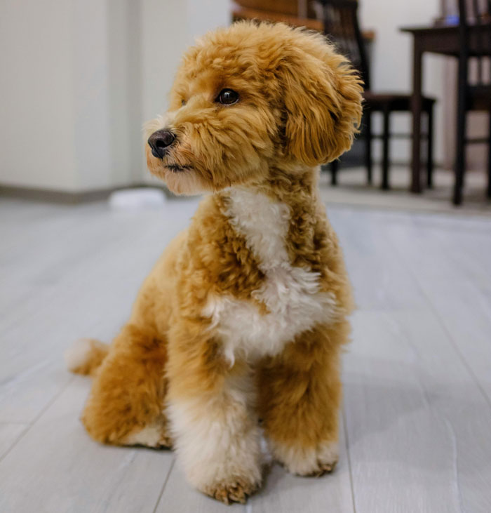 close up view of Toy Poodle 