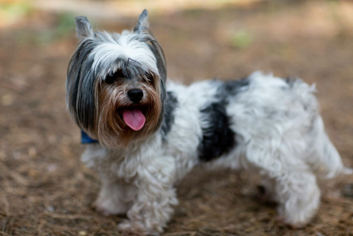 close up view of Biewer Terrier