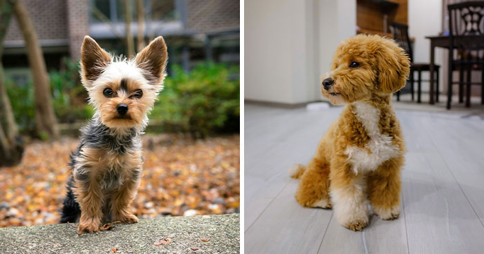20 World’s Tiniest Dog Breeds and the Smallest Dog in the World