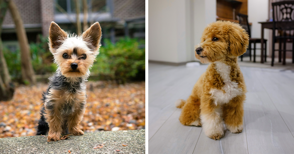 Smallest yorkie ever fashion