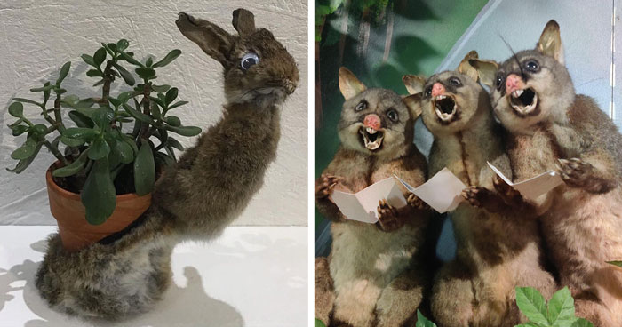 30 Taxidermy Fails From This IG Page That Are So Bad They’re Good