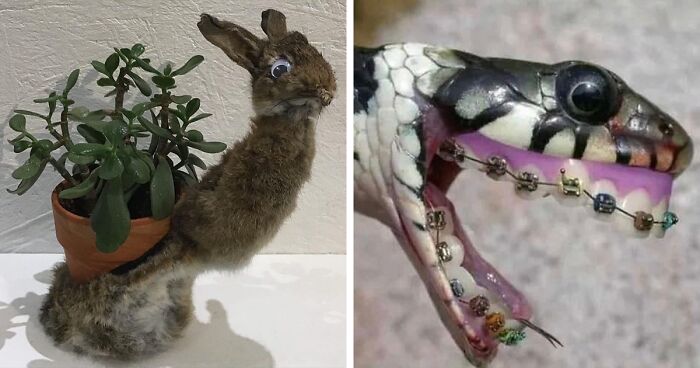 30 Pictures From The “Bad Taxidermy” IG Page That Will Make You Wish You Didn’t Have Eyes