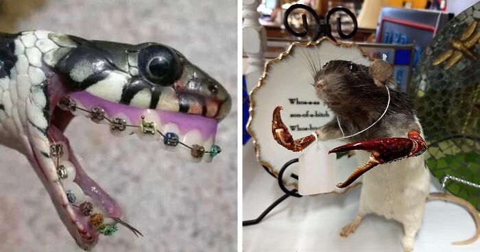 30 Atrociously Bad Taxidermies That Are Somehow Hilarious And Odd At The Same Time