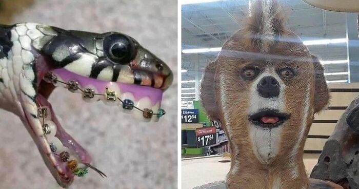 30 Instances Taxidermy Went Awry, According To This Dedicated Account On Instagram