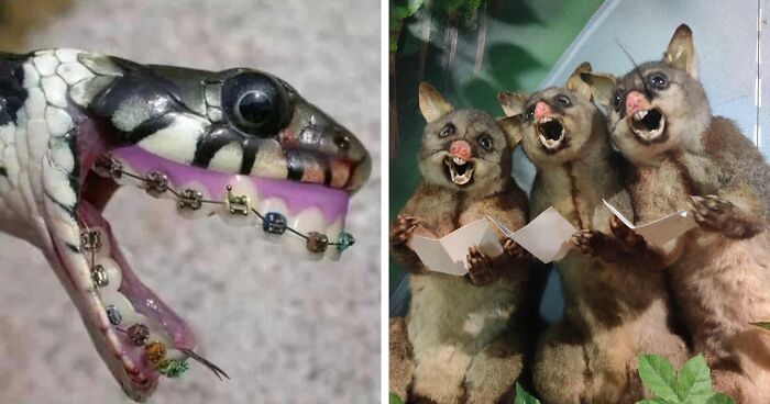 30 “Bad Taxidermy” Images From A Dedicated IG Page