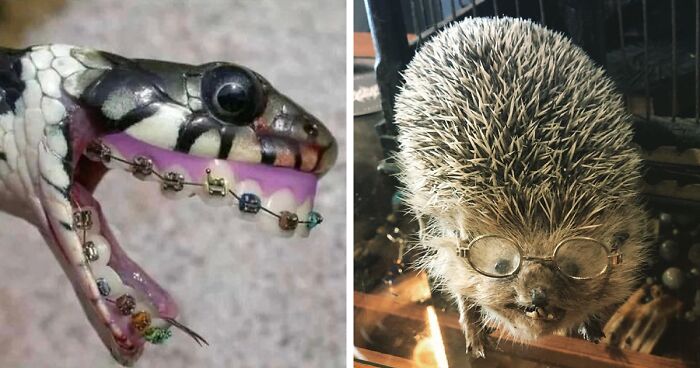 30 Taxidermy Results From Nightmare Land, As Shared By The “Terrible Taxidermy” IG Page