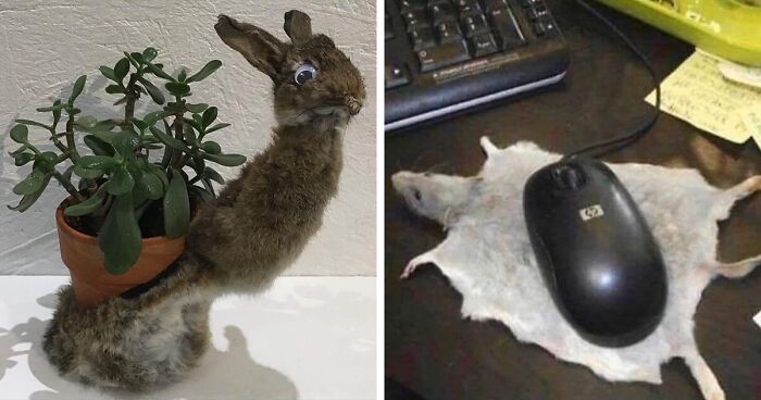 30 Taxidermized Animals That Surely Shouldn’t Look Like This