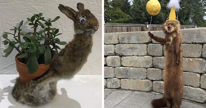 This Instagram Page Collects Terrible taxidermy Results, And Here Are 30 Of The Worst Ones