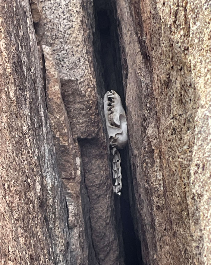 What’s This Skull? Found This Near Joshua Tree In California, Looks Like It Got Stuck Between Two Boulders 