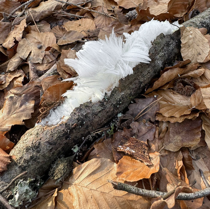 This Weird Ice Forms On Rotten Wood Near Where I Live