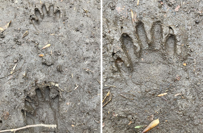 Some Prints I Saw In The Woods Of Upstate New York Are Around 2 Inches Across