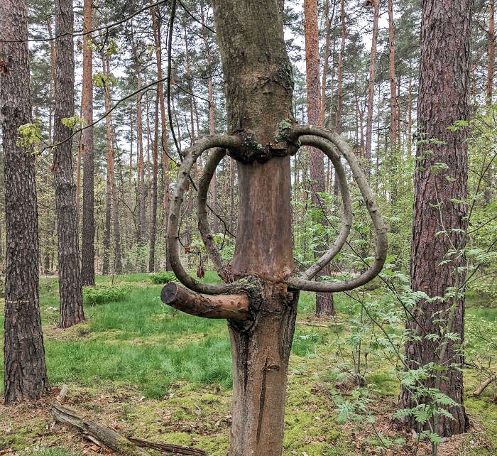 Can Anyone Explain This That I Saw In The Forest Today?