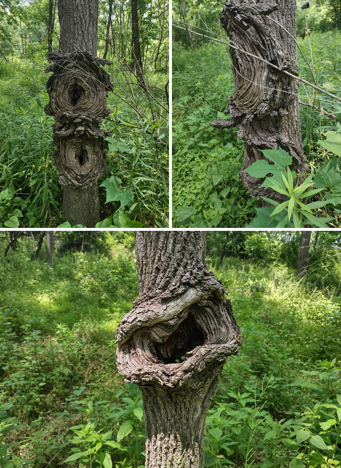 Weird Trees In The Woods. Don't Know What Caused This