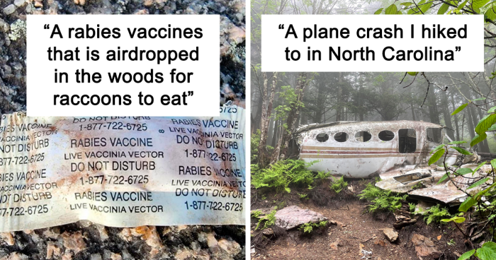 109 Times People Found Wild And Unexpected Things While Strolling Through The Forest (New Pics)