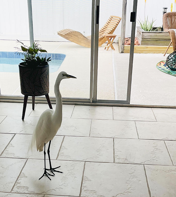 I Just Moved Into This House And There Is A Great Egret Who Just Came Into The House