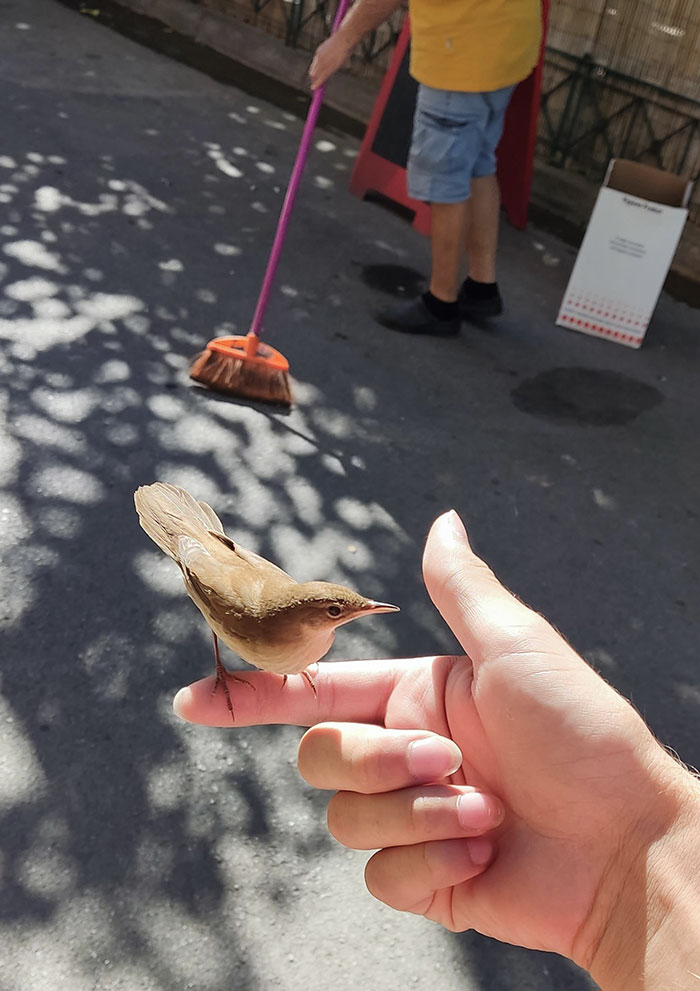 This Little Bird Hopped On My Finger