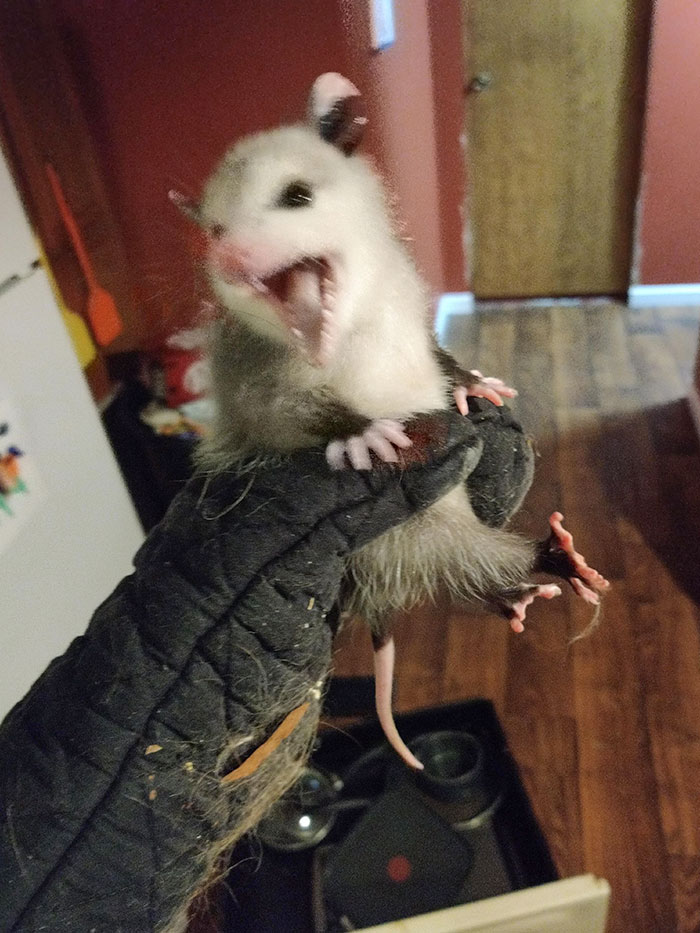 I Caught A Very Angry Baby Opossum Living Under My Stove