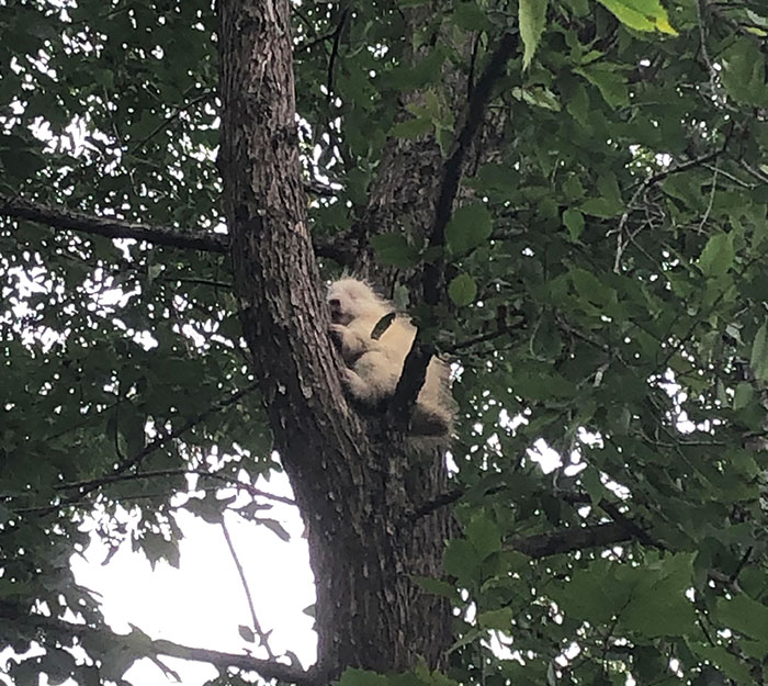 This Albino Porcupine I Saw In A Tree