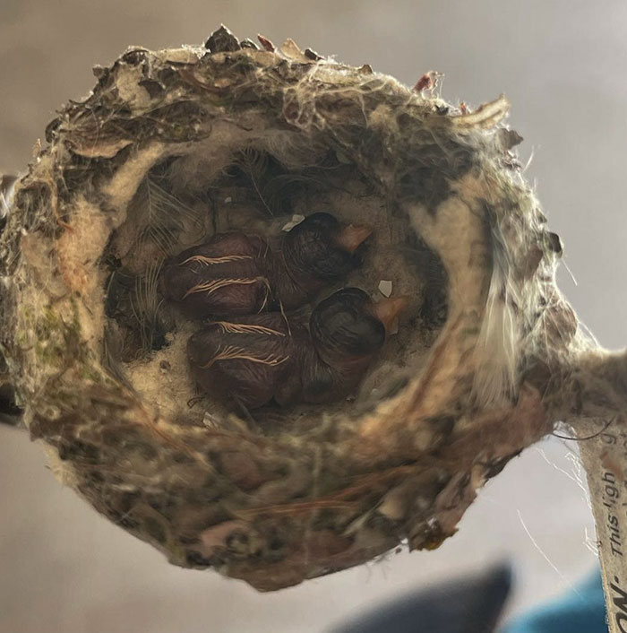 A Hummingbird Made Her Nest On My Patio. Her Eggs Hatched Today On Mother's Day