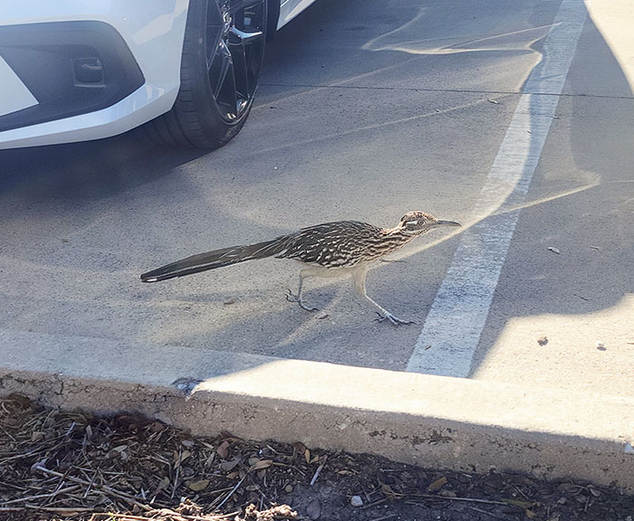 I Saw A Roadrunner At Work Today