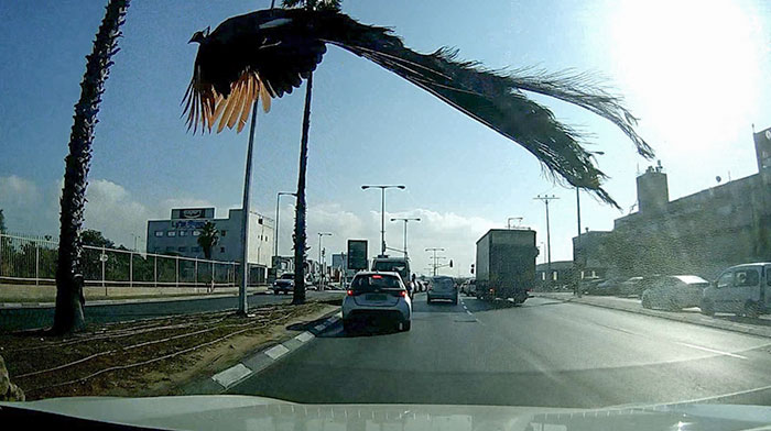 A Peacock Flew Past Me This Morning On My Way To Work