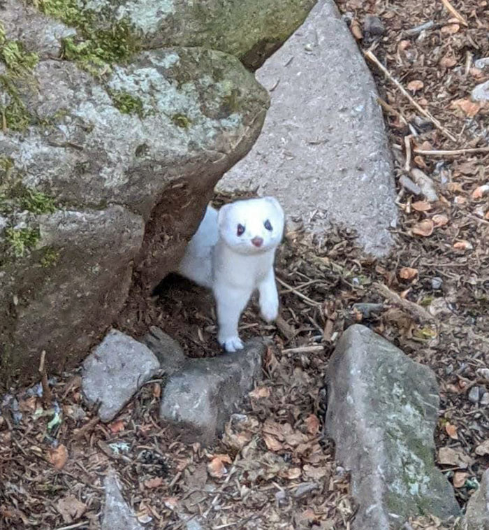 Sweet Little Puff Ball My Husband Spotted On His Hike