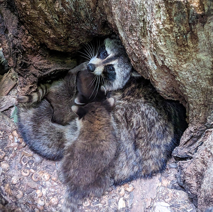 Found This Mom With Her Babies In A Hollow Tree Stump