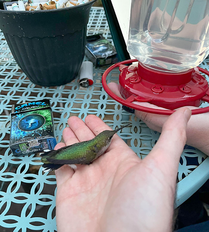 This Little Guy Took A Nap In My Hand For About 15 Minutes And Then Flew Away