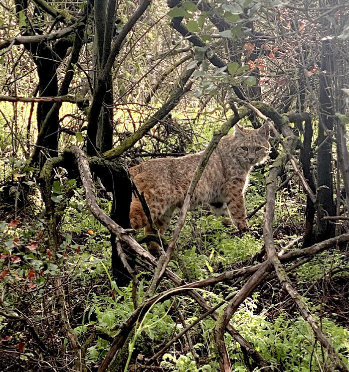 Found A Friend. Millard Canyon Falls Trail, Angeles National Forest, California