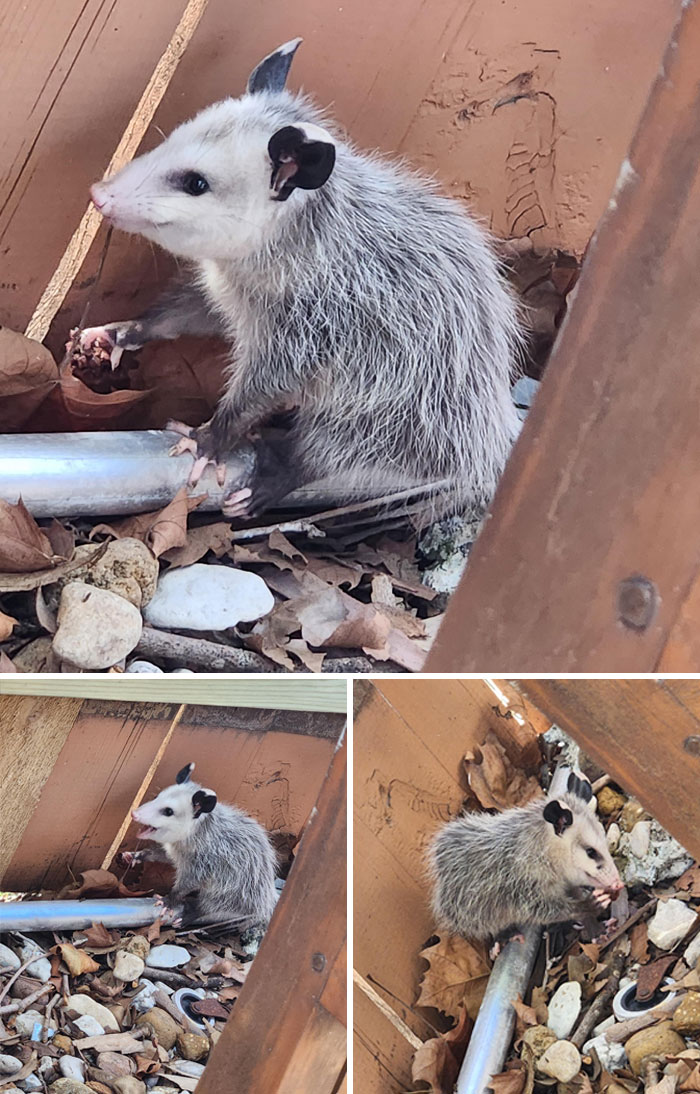 My Work Opossum After I Gave Them Some Cookie