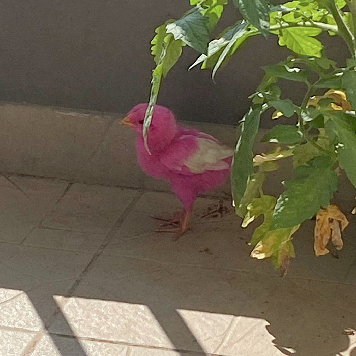 This Morning, This Colorful Chick Came To My Balcony