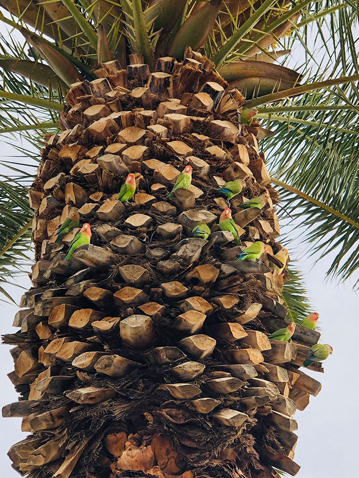 These Parrots. Spotted In The Wild Near Phoenix