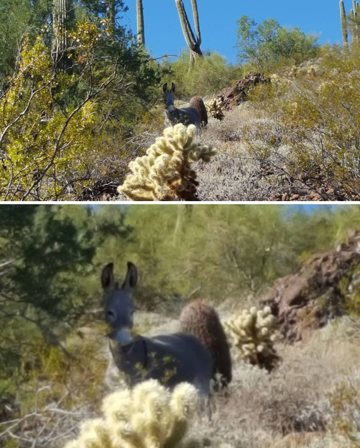 Saw A Wild Donkey While Hiking