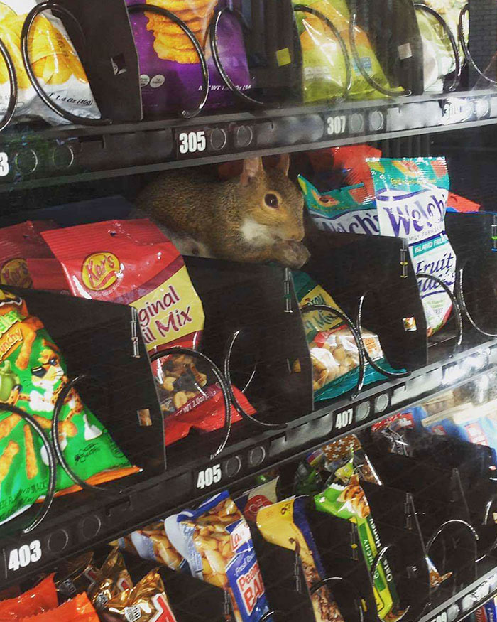 My Girlfriend Caught A Vending Machine Thief Red-Handed