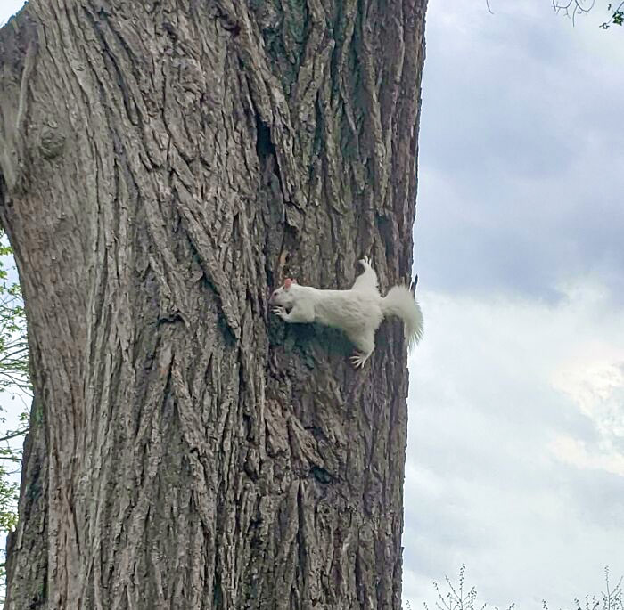 I Saw An Albino Squirrel In Washington, DC