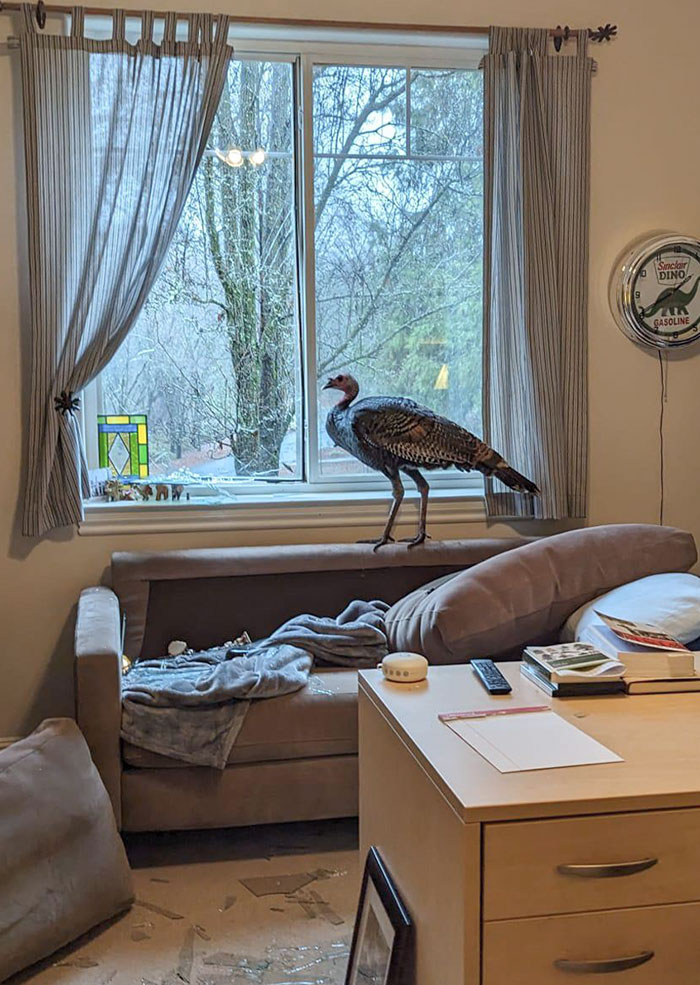 A Wild Turkey Just Flew Through My Dad's Office Window