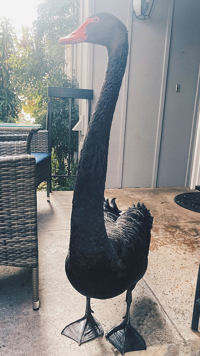 Woke Up To A Swan Peering Through My Front Door